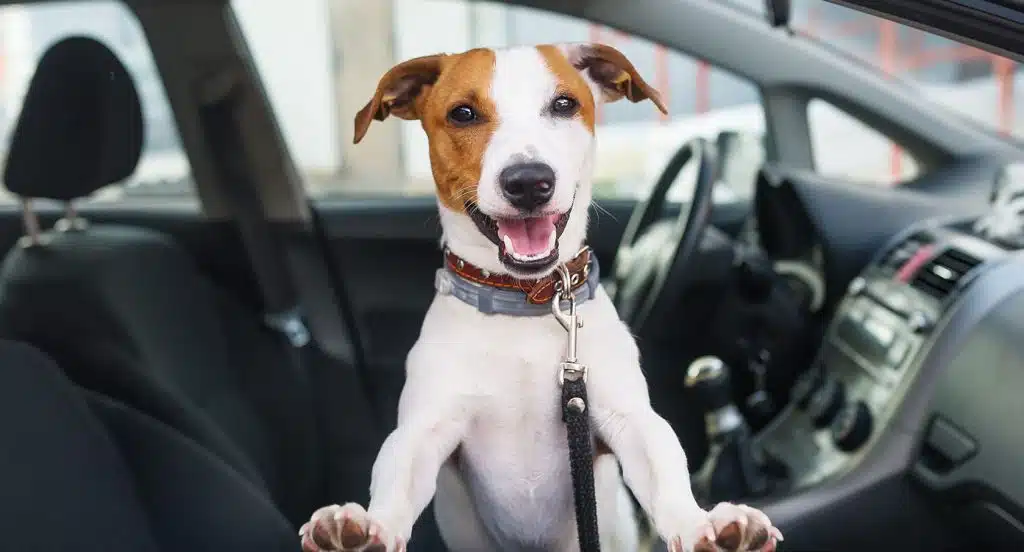 Autofahren mit Hund – Sicher mit Vierbeinern unterwegs